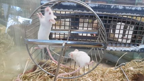 Rats running on a wheel