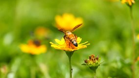 Bee in nature, honey bee pollinated of yellow flower. slow motion.