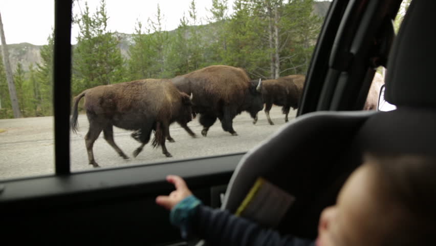 Child in a car watching bison buffalo walking by in the road, in Yellowstone National Park.