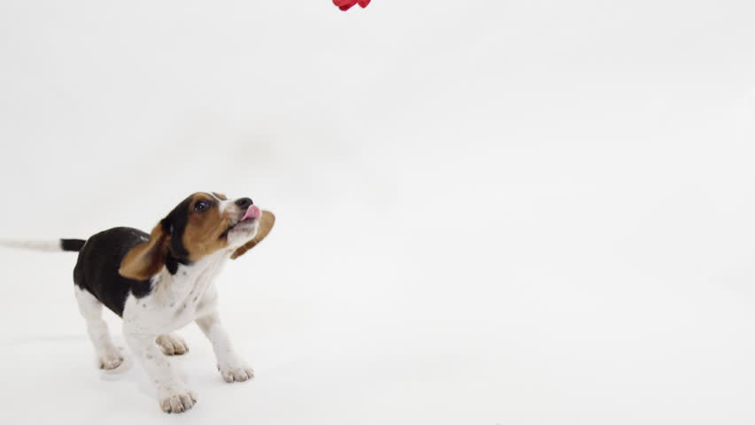 Beagle puppy jumping in slow motion