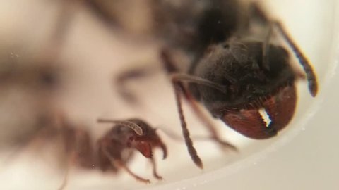 A little ant and his mother the queen in the nest of an anthill. Motherhood, mother's day concept. Extreme macro footage