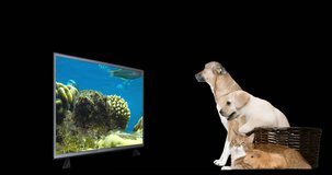 animals watch TV, chroma key