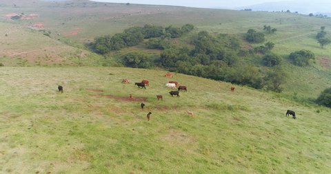 Small herd of cows grazing atop green hill aerial 4K