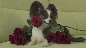Dog Papillon keeps a red rose in his mouth in love on valentines day stock footage video