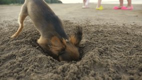 The dog digging a hole in the sand. Shooting video slow motion 180fps.