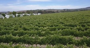 4K summer day aerial video view of Western Cape's Stellenbosch wine estates area, Neethlingshof's ancient cedar-lined driveway lane, grape plantations in the background near Cape Town, South Africa