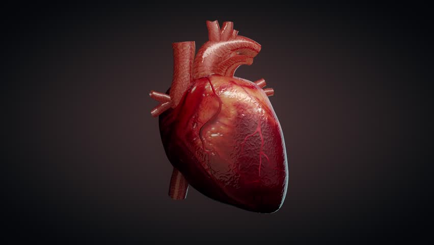 3d Animation Beating Human Heart Stock Footage Video (100% Royalty-free ...