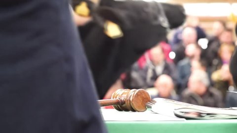 cattle in sale , cows auction with gavel and mallet , video hd footage