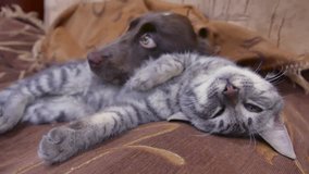cat and a dog are sleeping together funny indoors video. friendship cat and dog