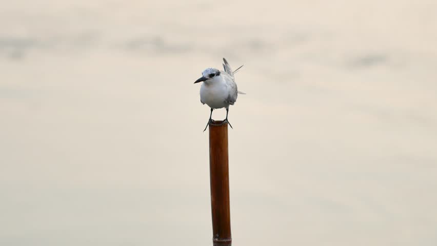 Common tern on bamboo.