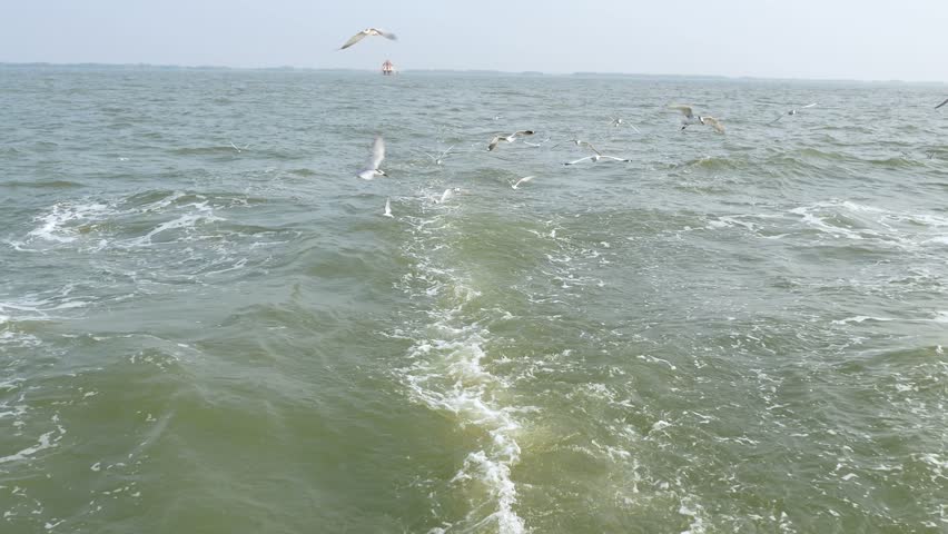 Common tern flying at the end of a fishing boat.