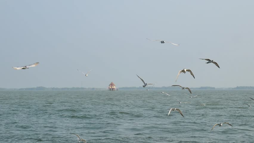 Common tern flying at the end of a fishing boat.