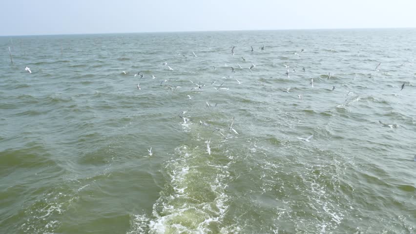 Common tern flying at the end of a fishing boat.
