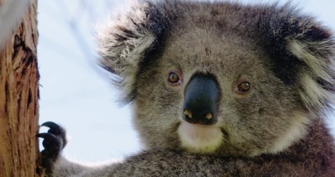 Close-up of cute koala clinging to Eucalyptus tree looking straight at camera - 4K 30P.  Filmed in the wild.