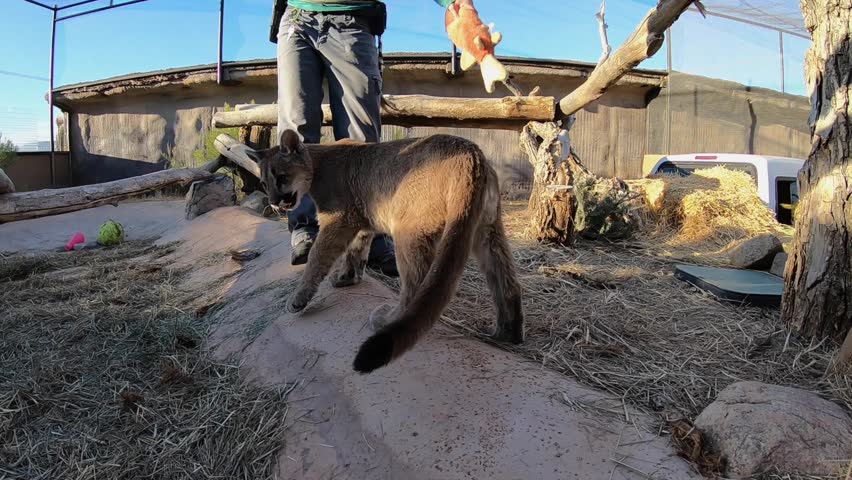 baby mountain lion pawing at gopro camera