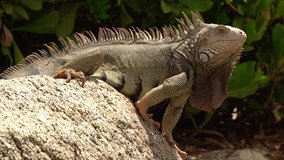Green male iguana with big dewlap standing on the rock in Aruba
