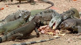 Group of green iguanas eating waste food on the rocky beach in Aruba