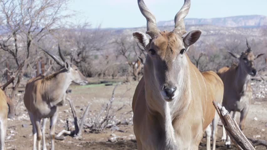 Beautiful Eland Antelope in Slow Stock Footage Video (100% Royalty-free