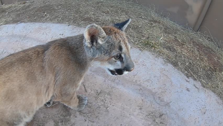 baby mountain lion attacking gopro while lying down cute as heck