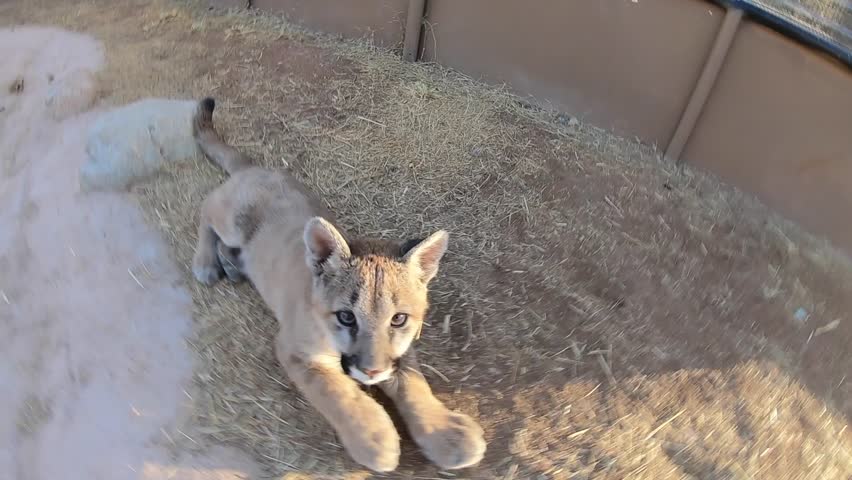 cougar baby cub lunges at gopro camera in the air slow motion