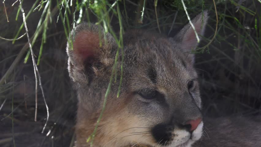 baby mountain lion relaxing in natural pen