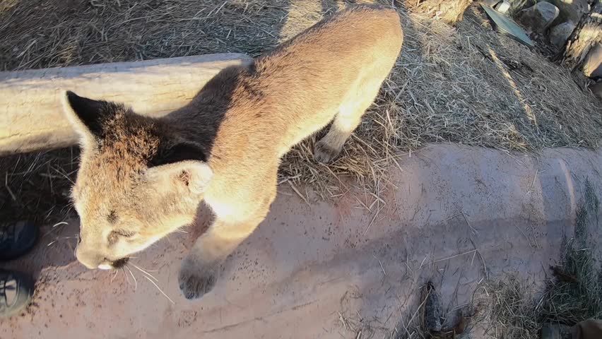 mountain lion cub climbs tree structure to chase gopro camera