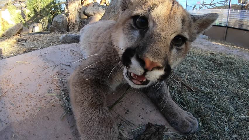 cougar cub tasting gopro camera close up