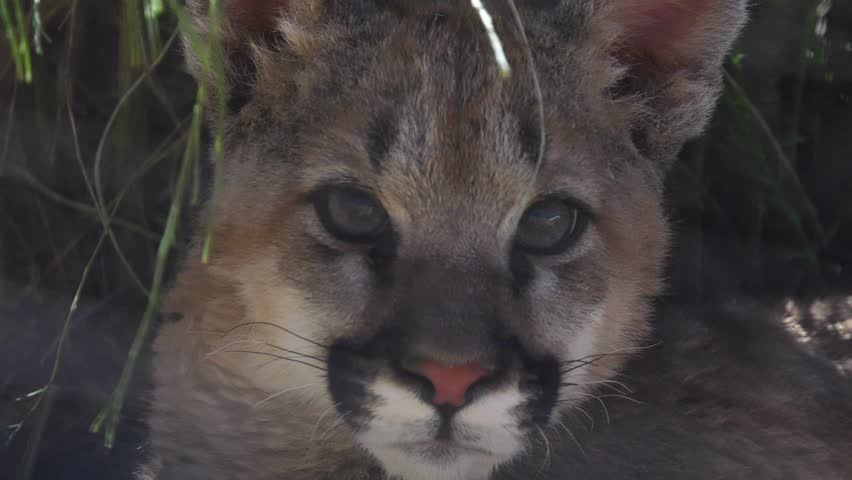 cougar cub behind fence is alarmed
