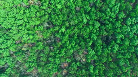 aerial drone shot : fly down over rubber fields
