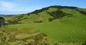 Motorhome and Sheep on grass farmland in the hills of countryside south island New Zealand. Aerial drone footage video.