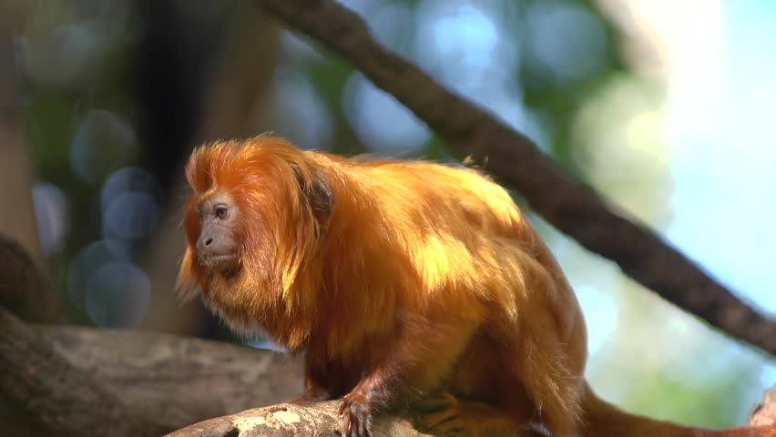 cute red hair monkey at zoo