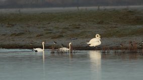 Two stunning Mute Swan (Cygnus olor), standing on the frosty bank preening in the early morning, when two others swimming on the lake come out to join them.