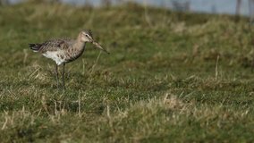 A stunning Black-tailed Godwit (Limosa limosa) hunting for food in the grass along the bank of a marshy pool on a winters day in England.