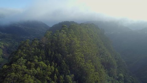 Misty Jungle of Madeira, Portugal