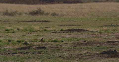 Burrowing owl flies 20 feet from one burrow to another on prairie dog town