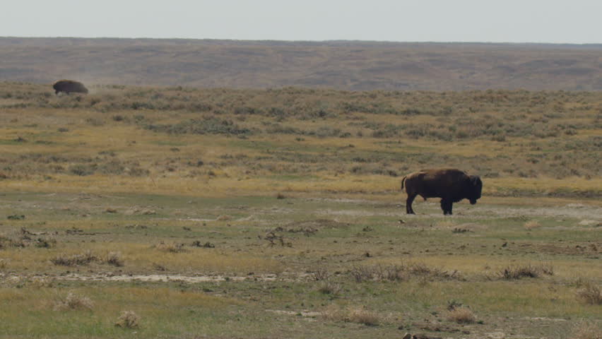 Slow motion - Bison rolling around in dust of prairie dog town