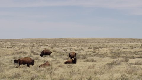 Bison rest on hot summer prairie in mid day swishing tails to drive flies away