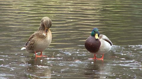 Pair Mallard Wild duck birds by a water surface of wetlands during early spring period