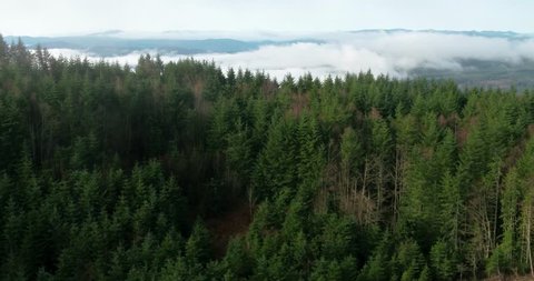 Timber Industry and logging sustainable forests