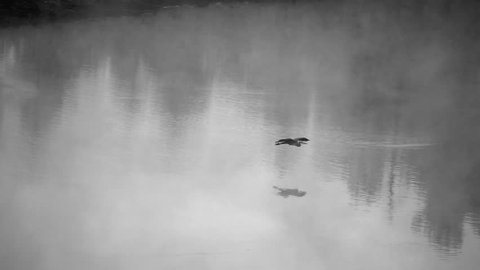 Heron Flies Across Lake with Fog Slow Motion BW