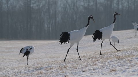 4K Video of Beautiful Dancing and Flying Red-crowned crane bird from kushiro hokkaido japan in winter season , Courting animal behavior