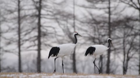 4K Video of Beautiful Dancing and Flying Red-crowned crane bird from kushiro hokkaido japan in winter season , Courting animal behavior