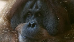 A calm and peaceful orangutan female is sitting video in 4k 60p.