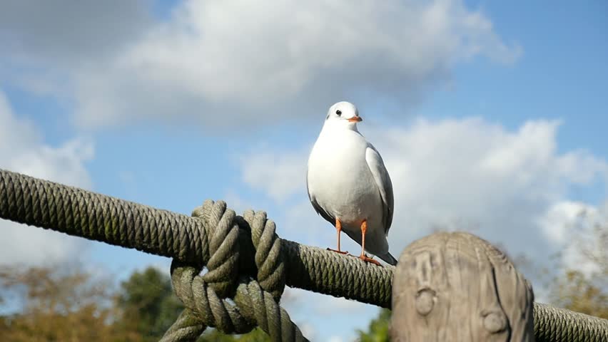 An impressive view of two white seagulls in Paris. The first one takes off, the second lands on a metallic rope in autumn in slow motion.