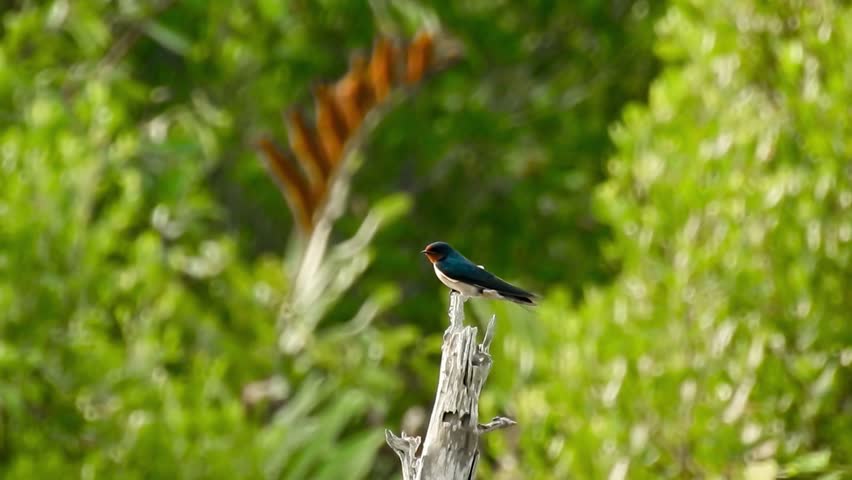 Footage of The birds (Barn Swallow - Hirundo rustica) 