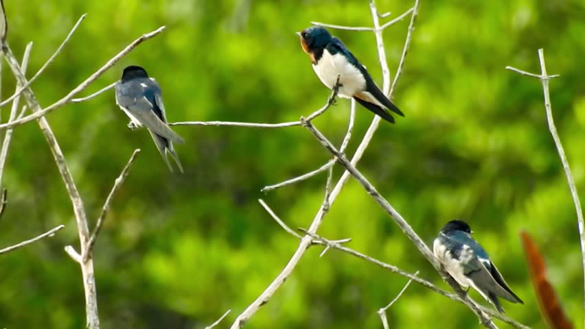 Footage of The birds (Barn Swallow - Hirundo rustica) 