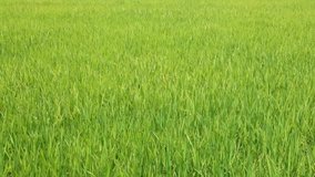 Rice growing in a field being blown in the wind