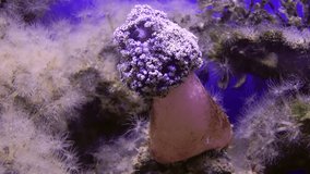 Soft coral tree underwater footage