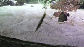 Razorfish in marine aquarium footage