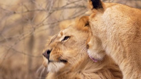Southwest African lion snuggling